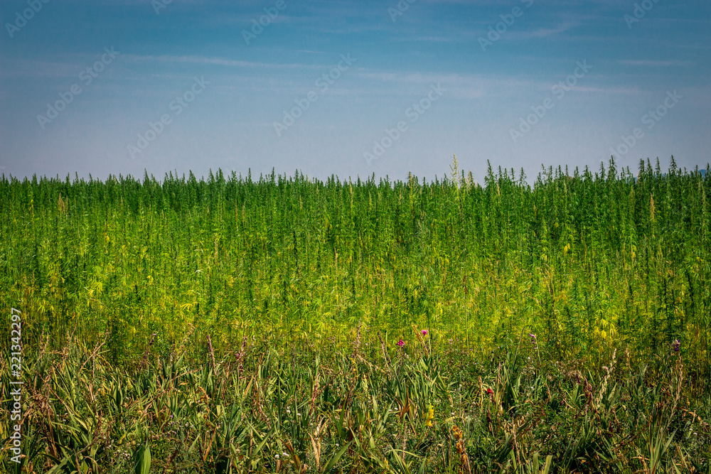Fototapeta premium industrial hemp field