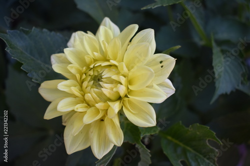 Flor Dahlia amarilla  © Alba