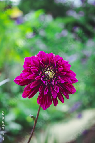 Beautiful purple, red and pink flower in front of a green and yellow bockeh background photo