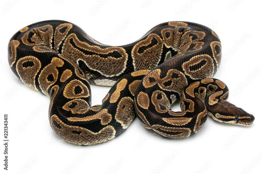 ball python snake reptile on white ball python snake reptile on white