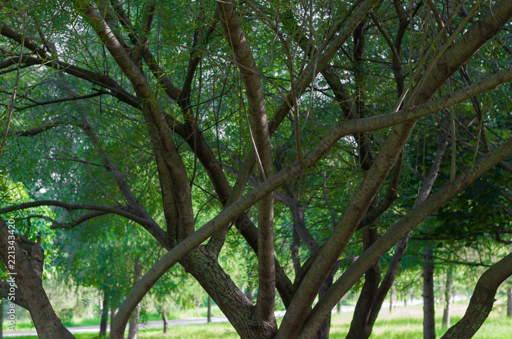 Green leaves and tree trunks Green leaves and tree trunks