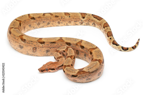 ball python snake reptile on white