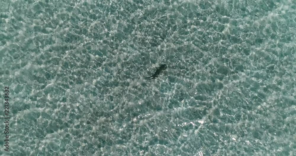 shark in the lagoon in aerial view shark in the lagoon in aerial view