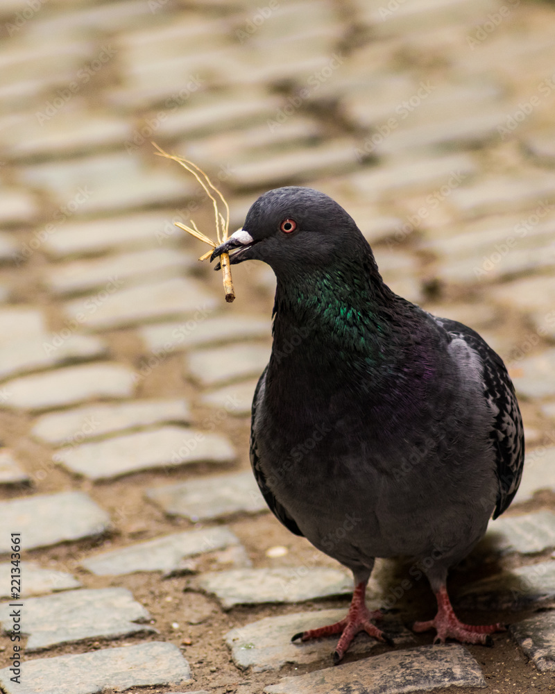 Working pigeon Working pigeon