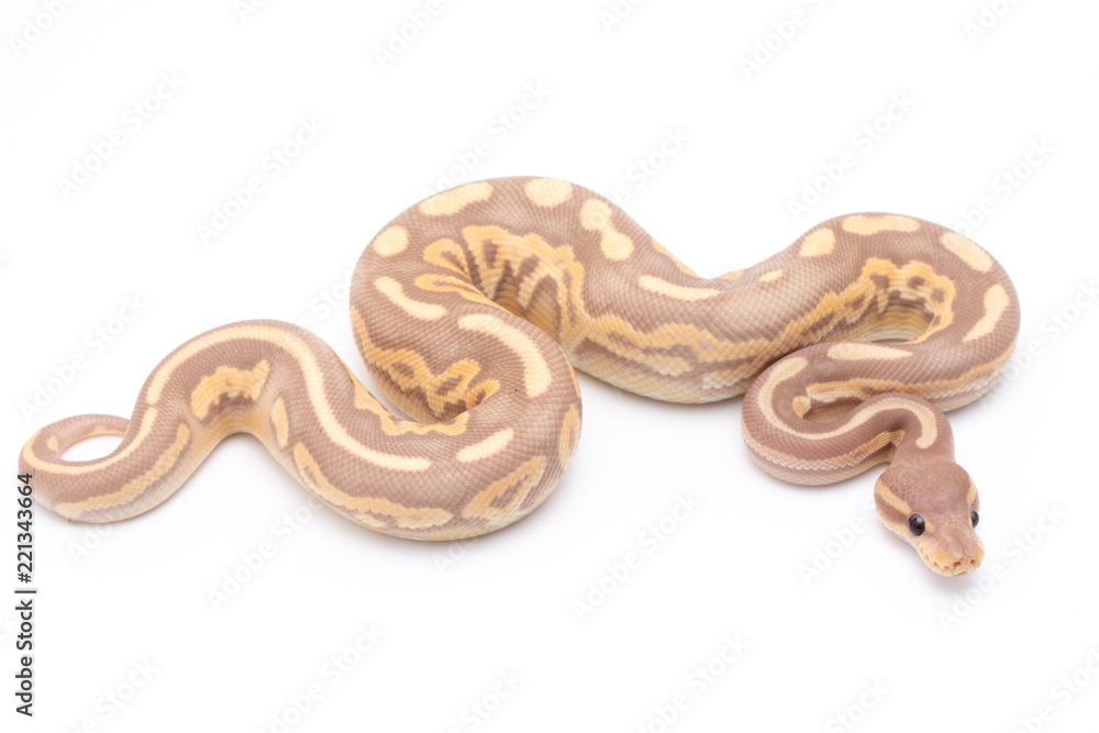 Obraz premium ball python snake reptile on white