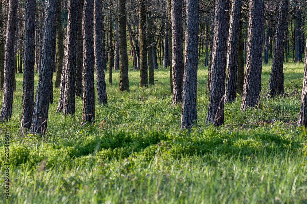 Obraz premium Der Wald mit lauter Bäumen