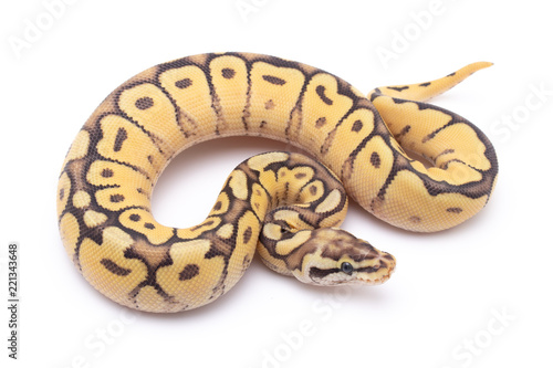 ball python snake reptile on white © Mike