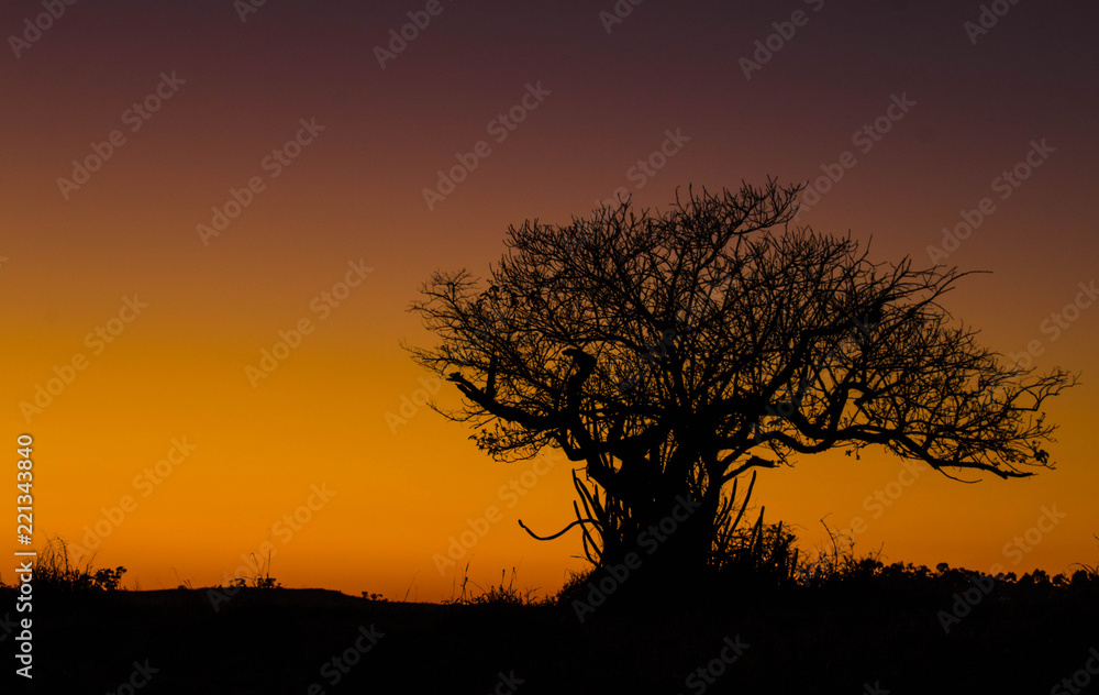 Photo taken before the sunrise of a lonely fry tree standing against the colorful golden background.