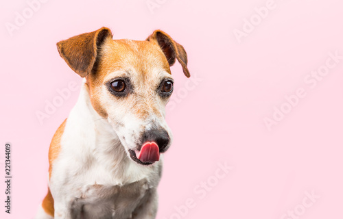 Licking small dog on pink background. Waiting for food hungry pet. Lovely pup