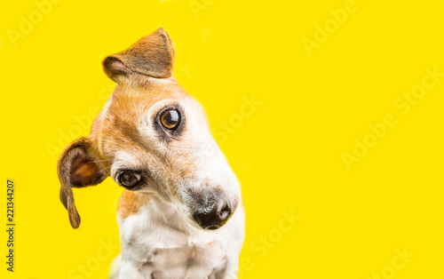 Asking surprised curious lovely dog Jack Russell terrier portrait on yellow background. Bright emotions. Adorable pup muzzle