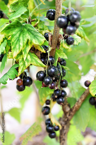 Ripe black currant berries hang on a branch