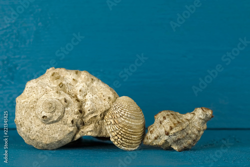 Three various sea shells