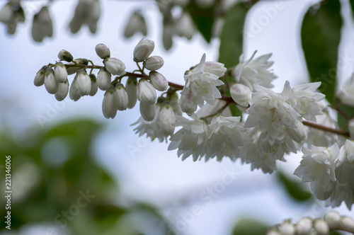 Deutzia scabra white pink double flowers in bloom, beautiful flowering ornamental shrub photo