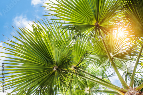 Background of palms and blue sky  concept of beach holiday in the resort