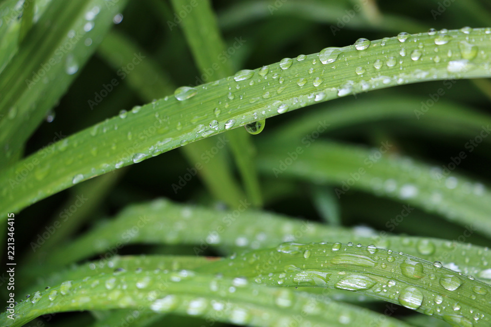 Rain Drops on Leave Rain Drops on Leave