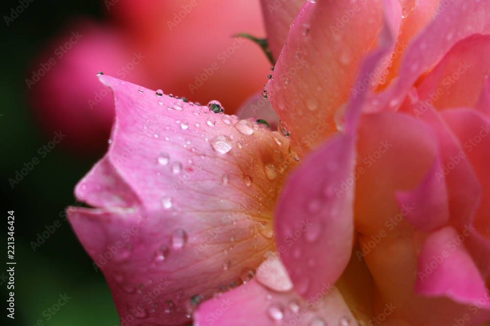 Pink Rose with Rain Drops