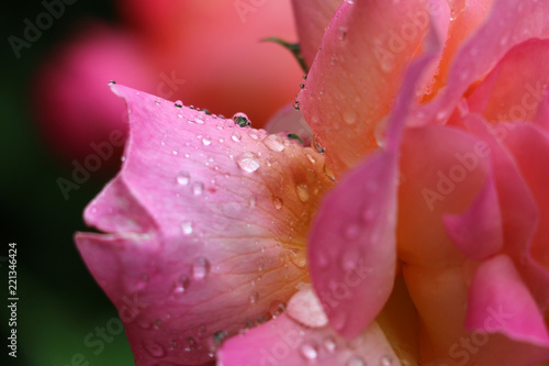 Pink Rose with Rain Drops