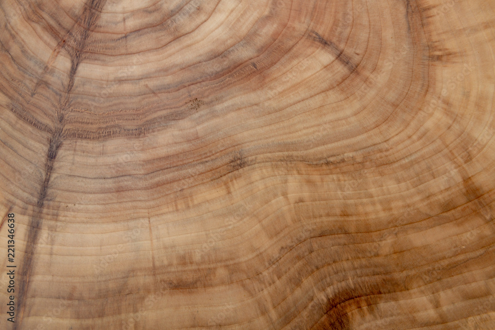 Fototapeta premium Tree cut. Wooden texture of the cut-off tree.Wooden background, Abstract background.The internal rings structure of the tree.