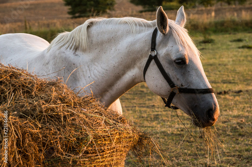 white horse in evening sun