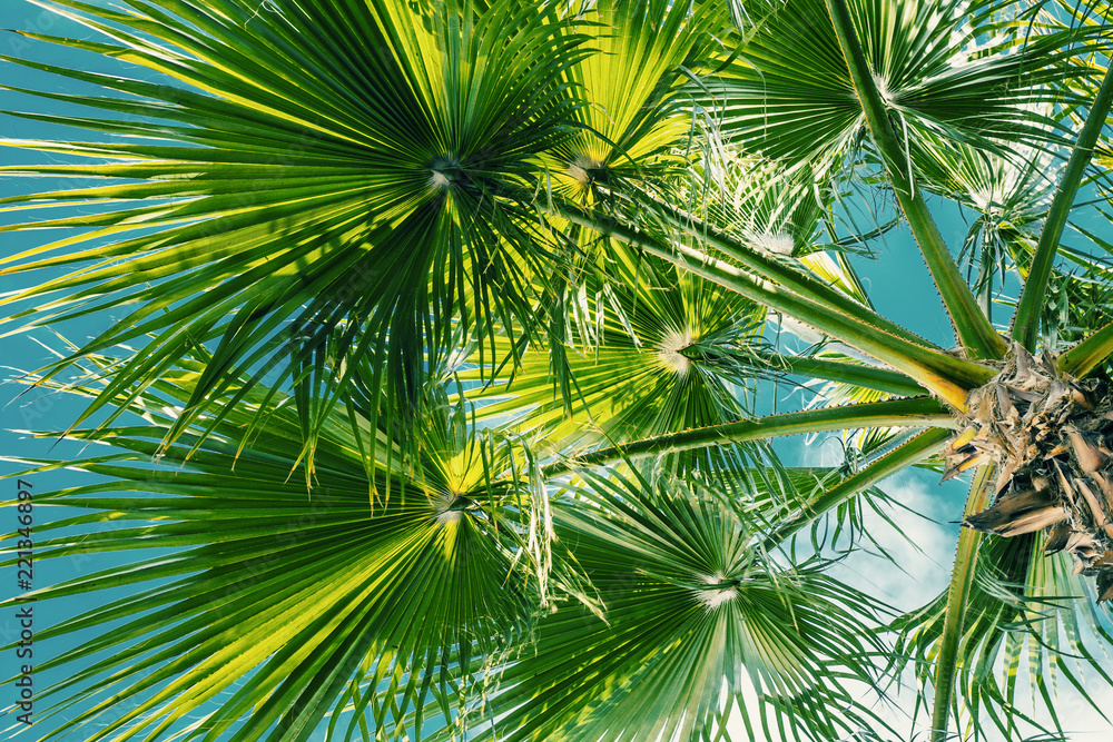 Fototapeta premium Beach with palm trees leaves and beautiful blue sky