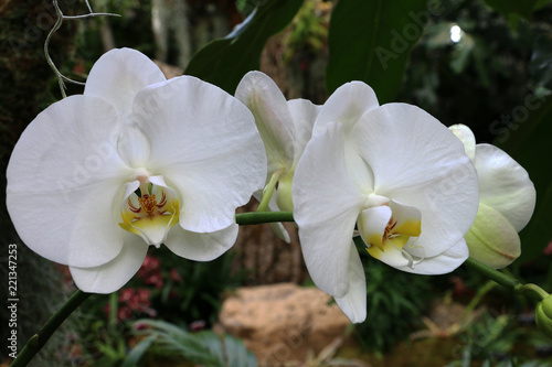 White Orchid in Garden