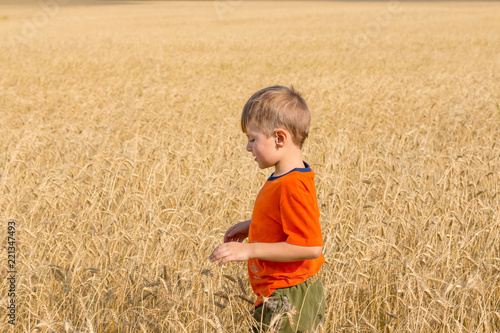 wheat field ready for harvest © EvgenyPyatkov