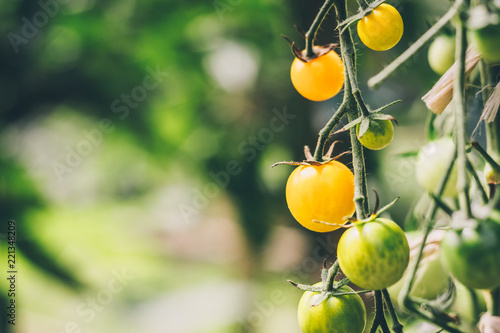 Agriculture and farming - cherry tomatoes on a branch