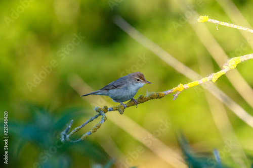 Камышовка болотная. Marsh Warbler (Acrocephalus palustris).