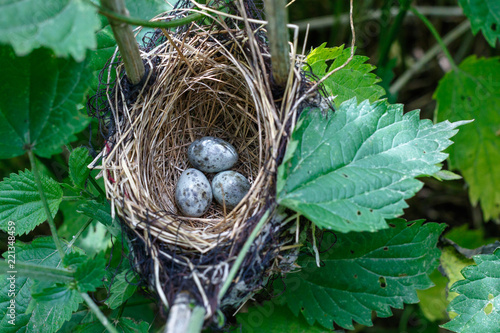 Acrocephalus palustris. The nest of the Marsh Warbler in nature.