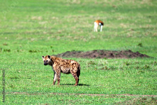 Young spotted hyena or crocuta in savannah