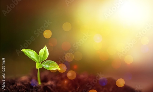 Green plant in soil, close-up view © BillionPhotos.com