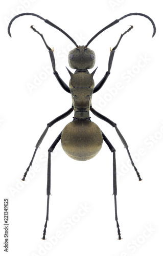 Fototapeta Ant Polyrhachis dives on a white background