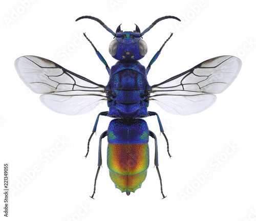 Photography Wasp Chrysis fulgida on a white background