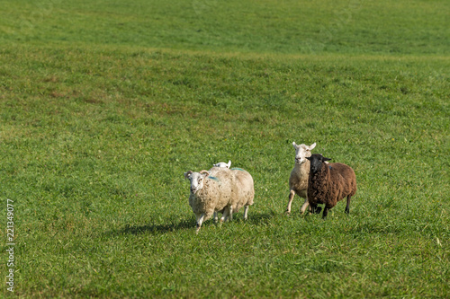 Four Sheep (Ovis aries) Run In