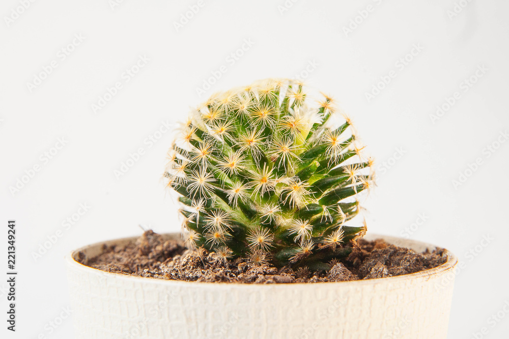 Cactus Ceramic in pot on a white space and white background. Cactus Ceramic in pot on a white space and white background.