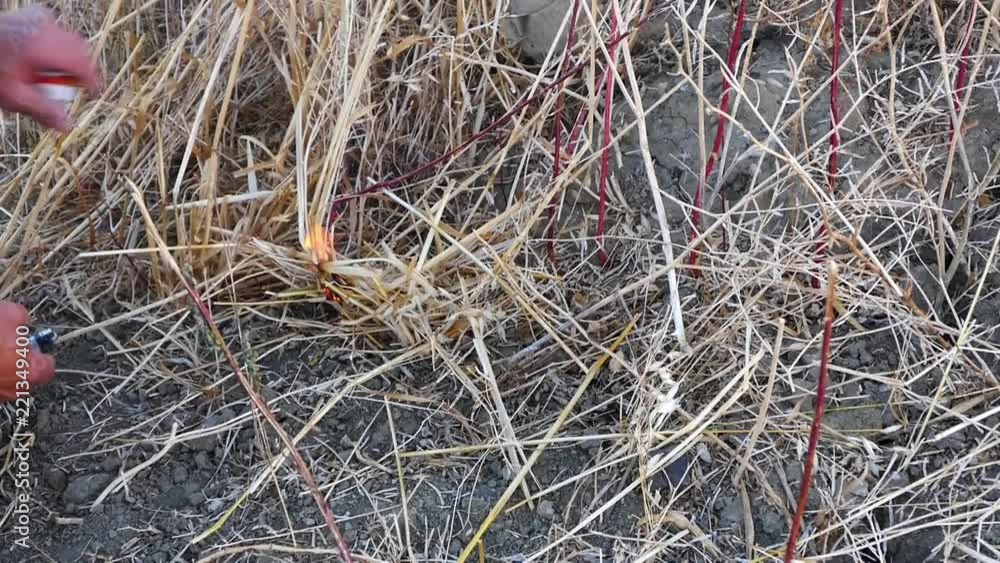 a farmer burns grass and stubble in the land,
burning stubble and herbs in the land damages nature and wildlife,
a farmer burns grass and stubble in the land,
burning stubble and herbs in the land damages nature and wildlife,