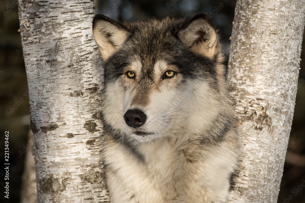 Grey Wolf (Canis lupus) Close Up Between Trees