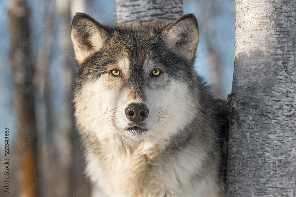 Fototapeta premium Szary wilk (Canis lupus) gapi się