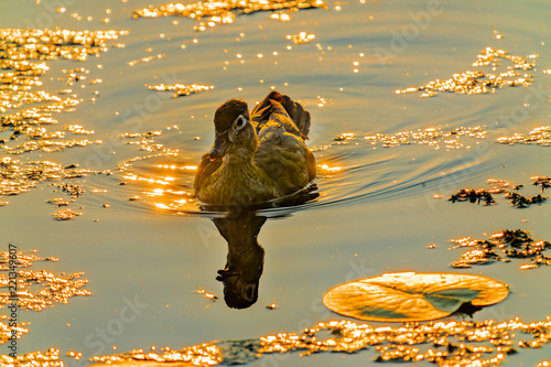 Female Wood Duck Golden Sunset Juanita Bay Park Lake Washington Kirkland Washiington photo