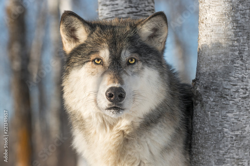 Grey Wolf (Canis lupus) Stares Out