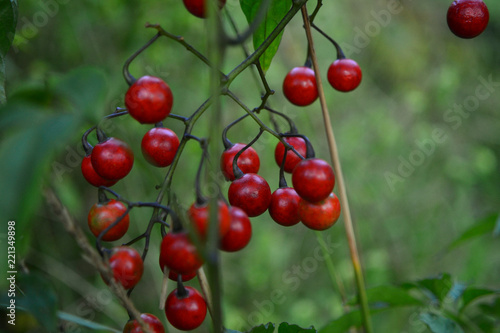 wild red fruits on green background
