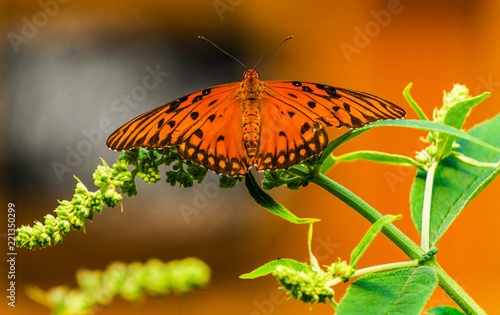 Gulf Fritillary Orange Butterfly Seattle Washington photo