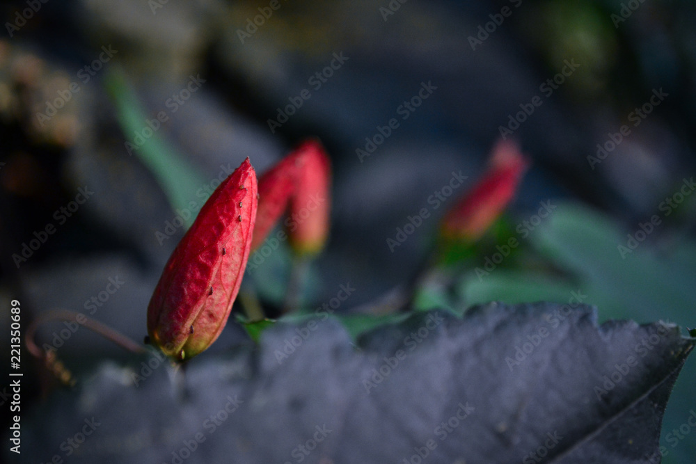 red flower petals with blurred background red flower petals with blurred background