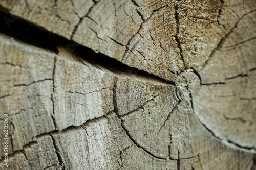 Cross section of oak grove tree trunk