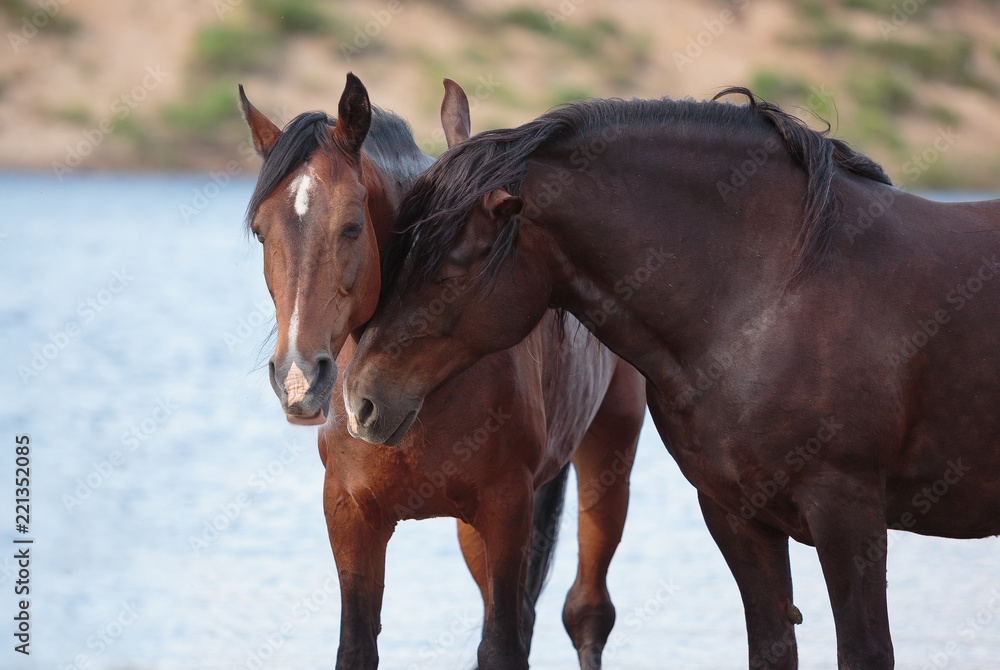 heavy draft mares at the pasture heavy draft mares at the pasture
