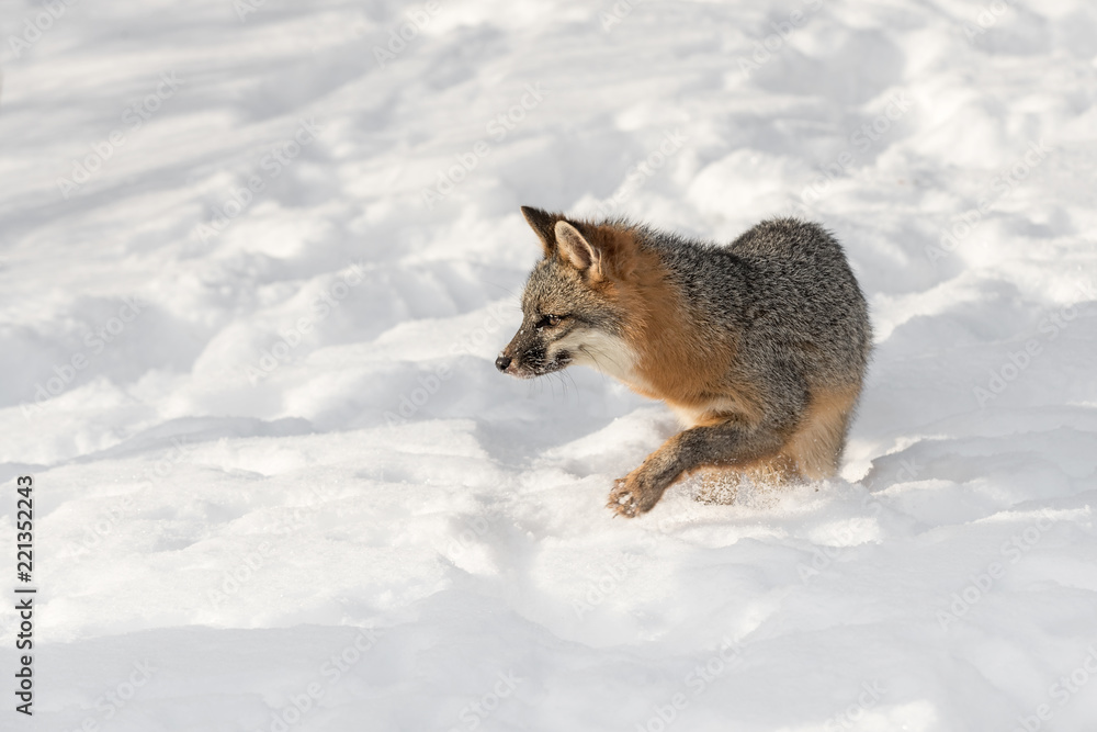 Fototapeta premium Grey Fox (Urocyon cinereoargenteus) Steps Left Kicking Up Snow