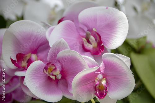 Orchids © laudibi