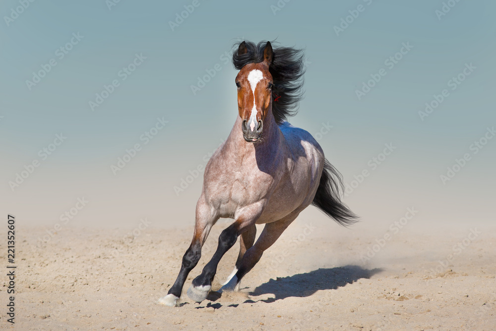 Obraz premium Wolny bieg konia szarego w piaszczystym dnie