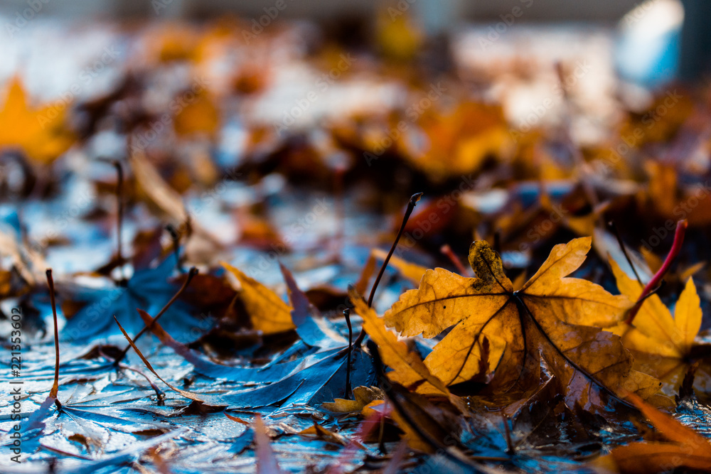 autumn rains autumn rains