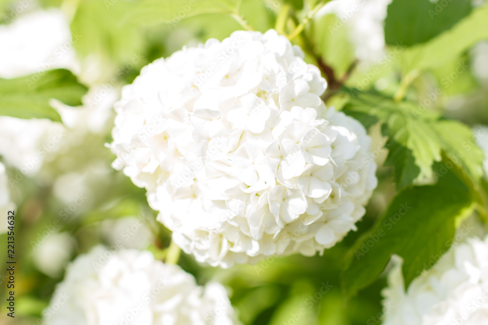 viburnum (guelder rose) flowers of white color in the spring garden viburnum (guelder rose) flowers of white color in the spring garden